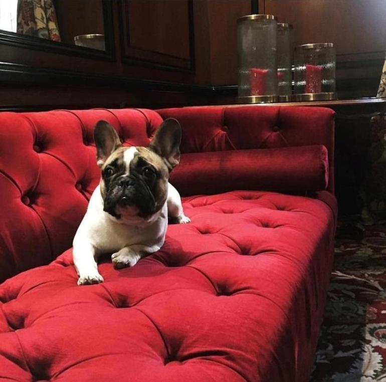 Narutis Hotel - Small Luxury Hotels Of The World Vilnius Luaran gambar French Bulldog